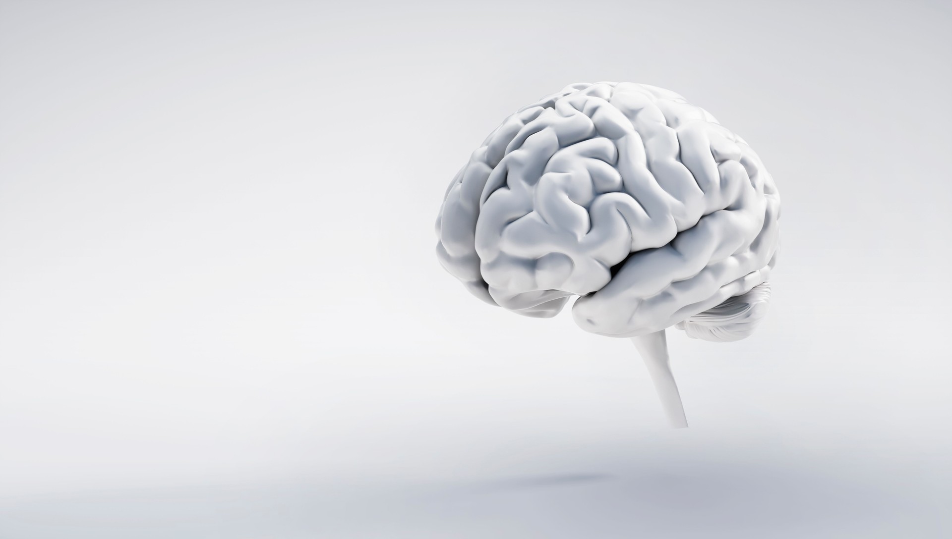 White Brain Illustration